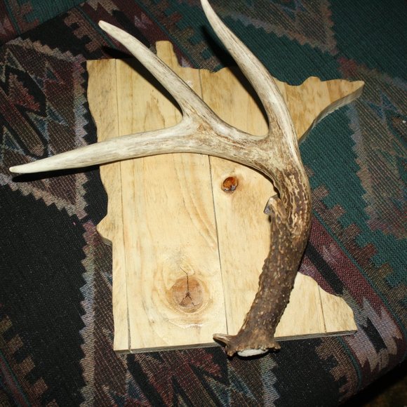 Deer Antler Shed On Minnesota Plaque - Picture 3 of 6